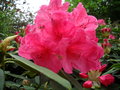 vignette Rhododendron 'Anna Rose Withney' dbut de floraison)