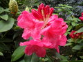 vignette Rhododendron 'Anna Rose Whitney' dbut de floraison
