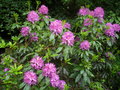 vignette Rhododendron Ponticum