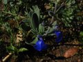 vignette Salvia jamensis ardoise bleue au 27 05 10