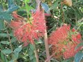 vignette Melaleuca hypericifolia au 27 08 09