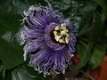 vignette passiflora byron beauty, mai 2010
