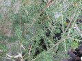 vignette Melaleuca ericifolia au 26 02 10