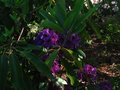 vignette Rhododendron Purple splendour dernires fleurs au 27 05 10