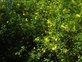 vignette Jasminum humile revolutum parfum et dans toute sa splendeur au 27 05 10