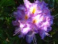 vignette Azaleodendron sunrise valley parfum gros plan au 27 05 10