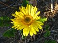 vignette Gerbera et ses grandes fleurs au 27 05 10