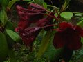 vignette Rhododendron Impy au 29 05 10