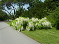 vignette Glycine  Kew Garden