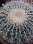 vignette Echinocactus grusonii 'Alba'