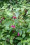 vignette Fuchsia encliandra ssp. encliandra
