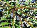 vignette Berberidaceae - Mahonia sp