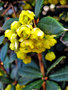 vignette Berberidaceae - Epine-vinette de Juliana - Berberis julianae