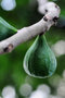 vignette Moraceae - Figue - Ficus carica