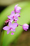 vignette Orchidées - Spathoglottis plicata