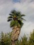 vignette Trachycarpus takil, Rome
