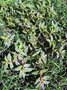 vignette Euphorbia hirta