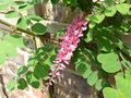 vignette Indigofera potaninii