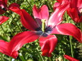 vignette Tulipa - Tulipe  Great Dixter