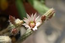 vignette wilcoxia albiflora