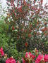 vignette Embothrium Coccineum + Rhododendron 'Anna Rose Whitney'