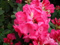 vignette Rhododendron 'Anna Rose Whitney' (gros plan)