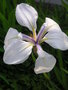 vignette Iris laevigata 'Alboviolacea'