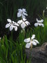 vignette Iris laevigata 'Alboviolacea'