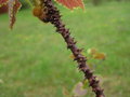 vignette Vitis davidii davidii