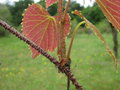 vignette Vitis davidii davidii