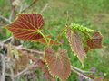 vignette Vitis davidii davidii