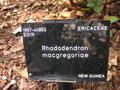 vignette Rhododendron macgregoriae