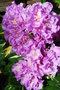 vignette Rhododendron 'Goldflimmer'