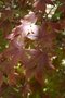 vignette Acer palmatum 'Akegarasu'