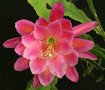 vignette Epiphyllum 