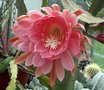 vignette Epiphyllum 