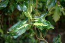 vignette Ilex aquifolium 'Crispa Aureo Picta'