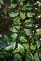 vignette Ilex aquifolium 'Maderensis Variegata'