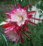 vignette Epiphyllum 