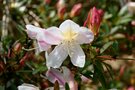 vignette Rhododendron formosum = R. gibsonii