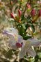 vignette Rhododendron formosum = R. gibsonii