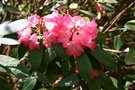 vignette Rhododendron 'General Eric Harrison'