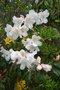 vignette Rhododendron 'Princess Alice'