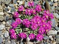 vignette Ruschia pulvinaris pink form