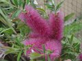 vignette Callistemon acuminatus