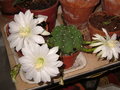 vignette fleurs de cactus