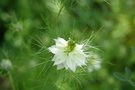 vignette nigelle de damas