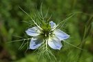 vignette nigelle de damas