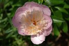 vignette pivoine cornelia schaylor