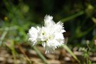 vignette dianthus mrs sinkins